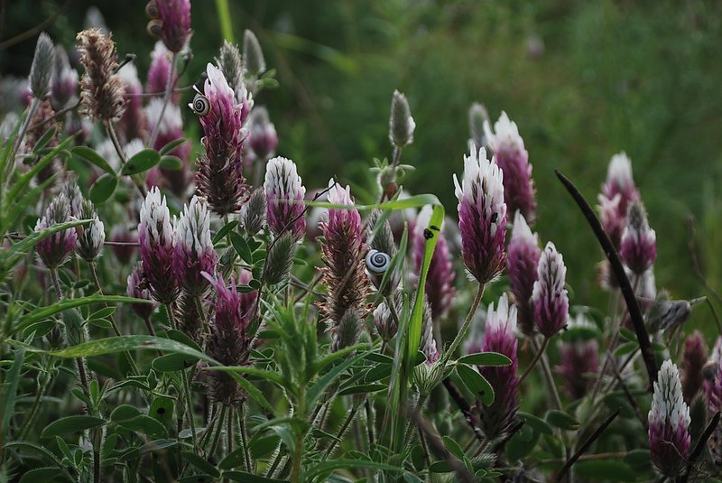 Trifolium dichroanthum