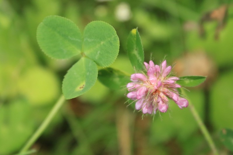 Diffuse Clover