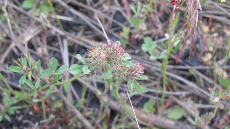 Diffuse Clover photo 2