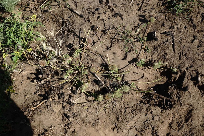 Diffuse Clover photo 3
