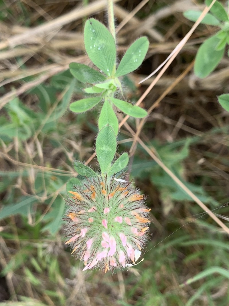 Diffuse Clover photo 4