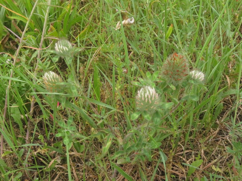 Diffuse Clover photo 5