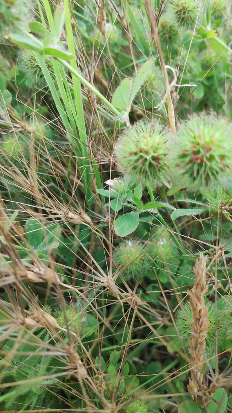 Diffuse Clover photo 6