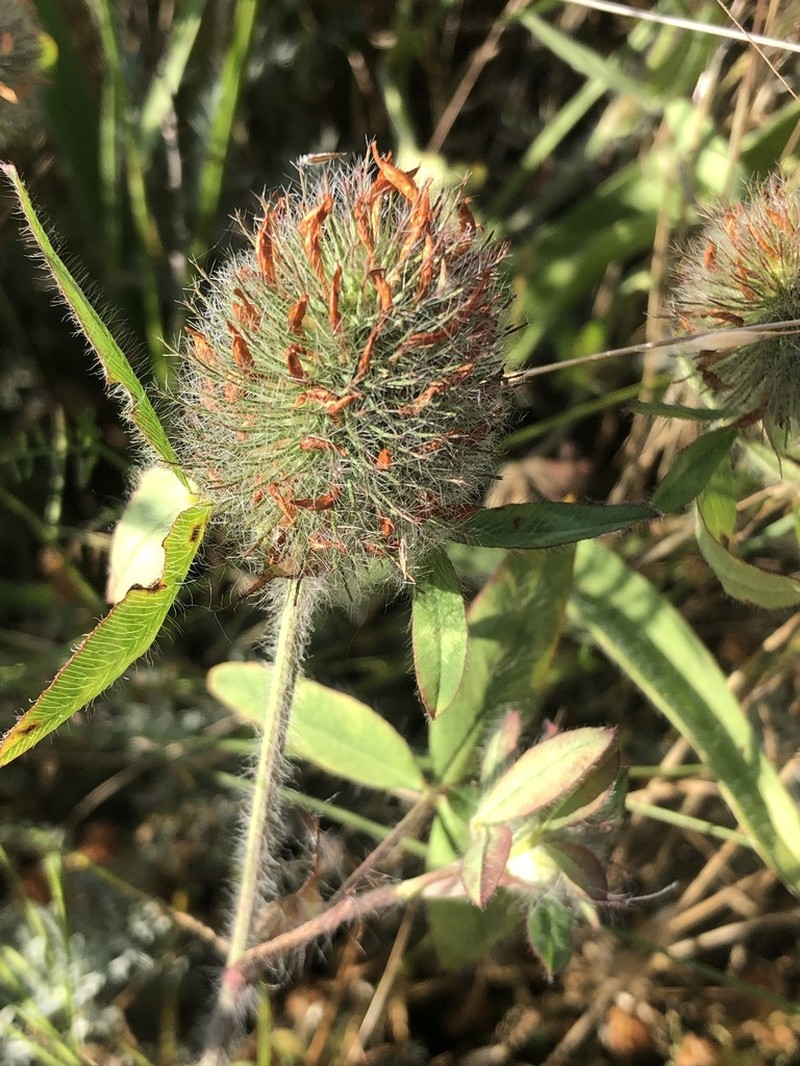 Diffuse Clover photo 7