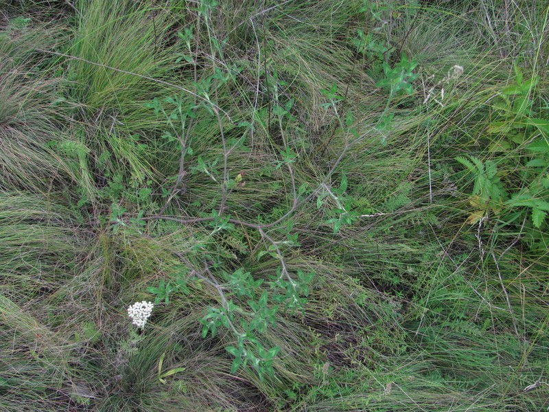 Diffuse Clover photo 8