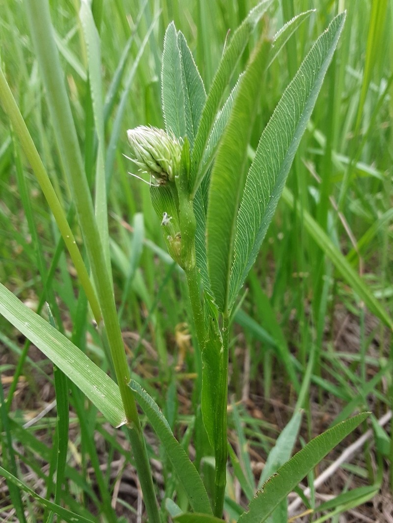 Douglas' Clover