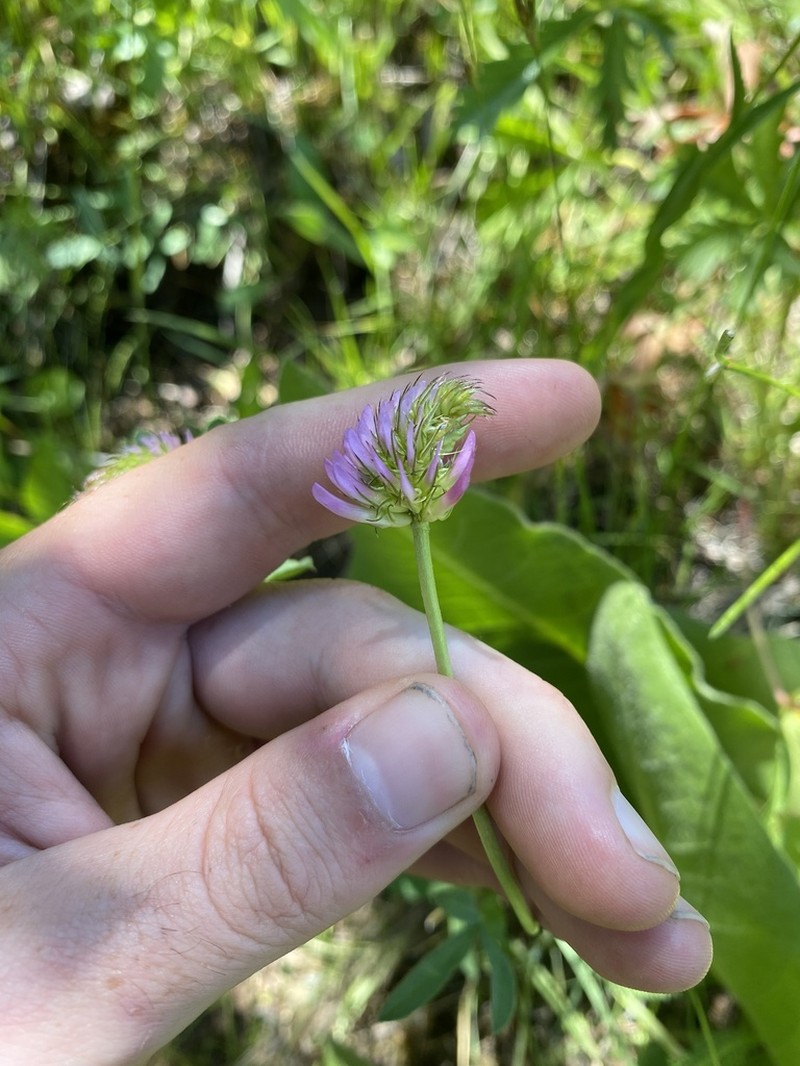 Douglas' Clover photo 2