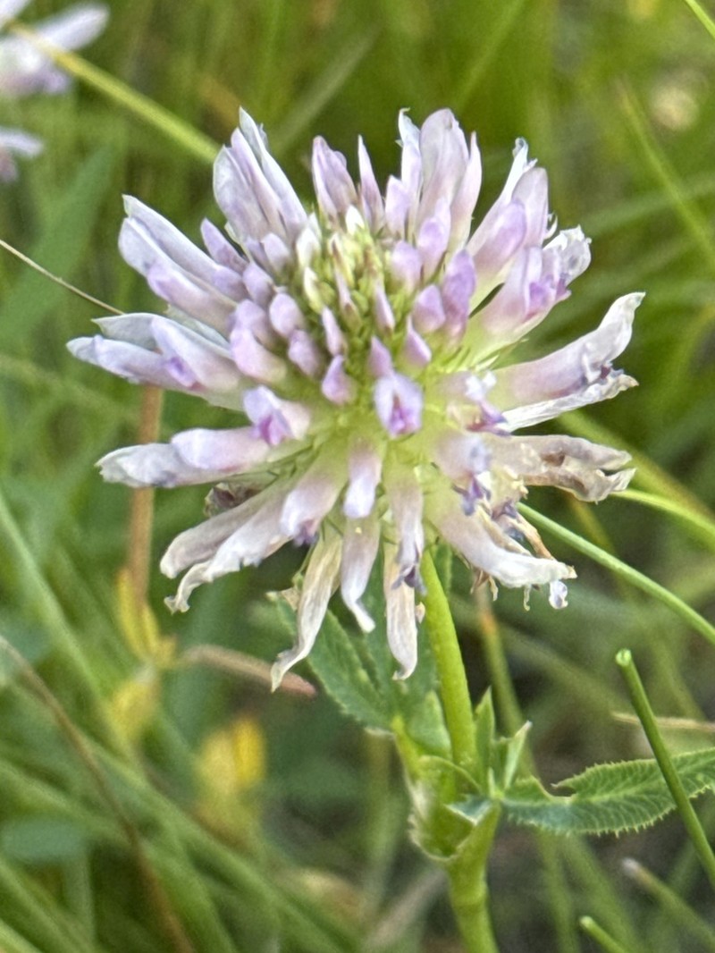 Douglas' Clover photo 3