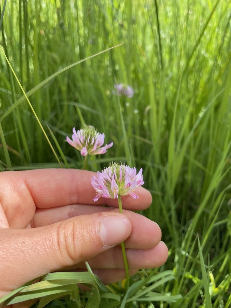 Douglas' Clover photo 4