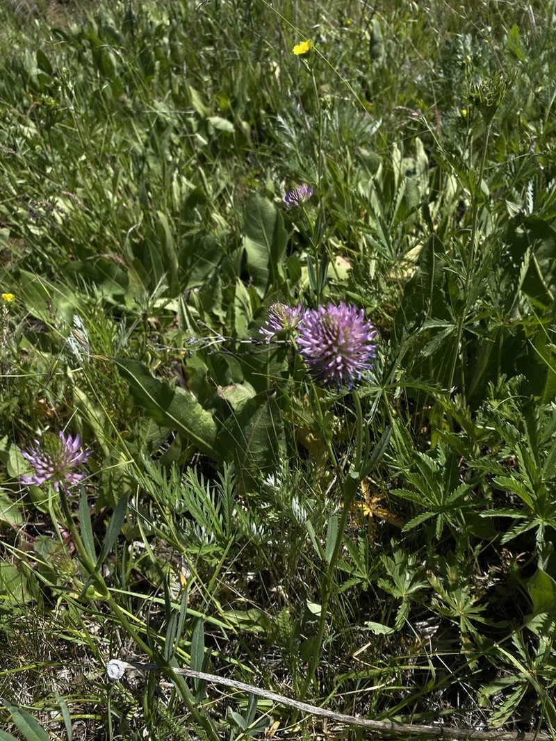 Douglas' Clover photo 5