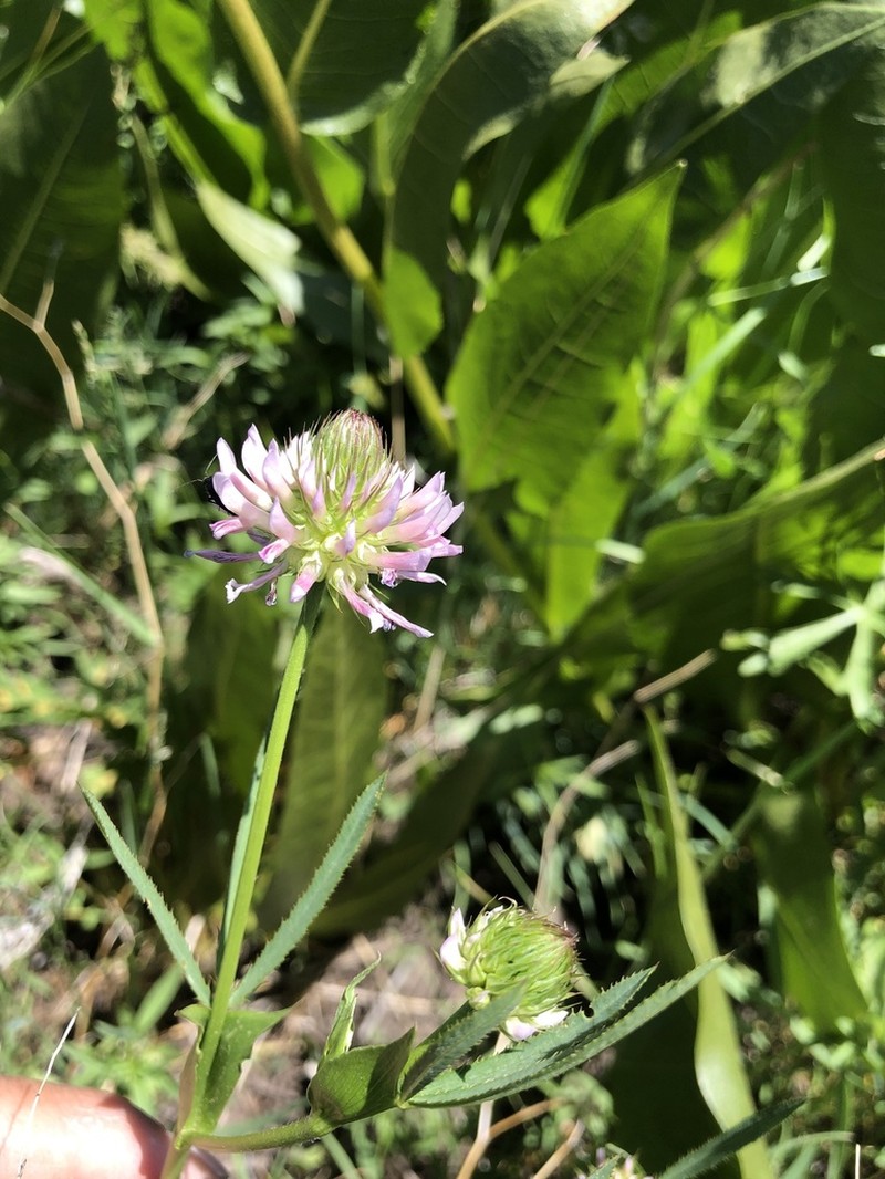 Douglas' Clover photo 6