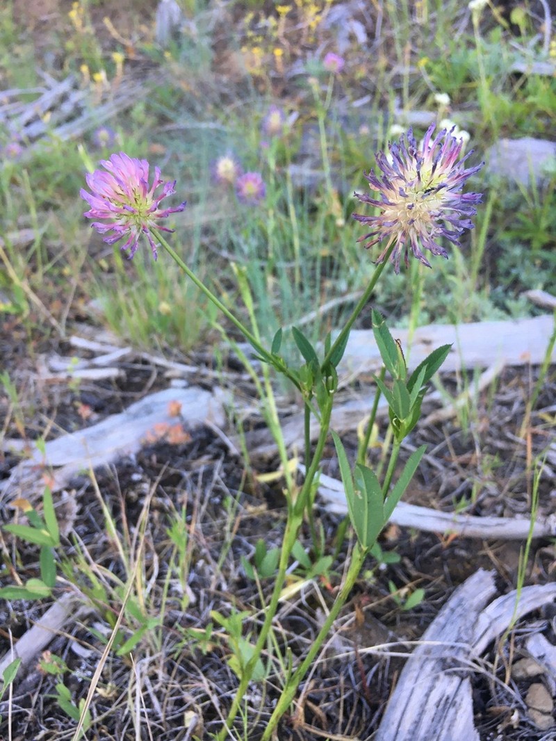 Douglas' Clover photo 8