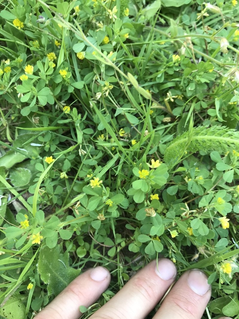 Suckling Clover photo 5