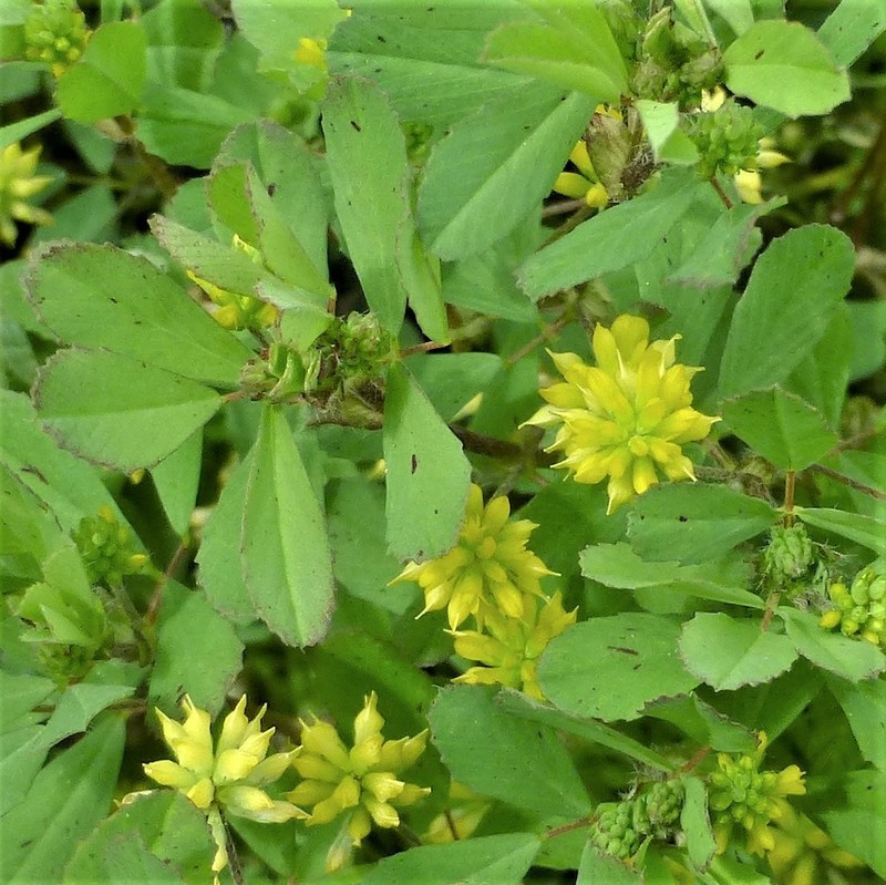 Suckling Clover photo 7
