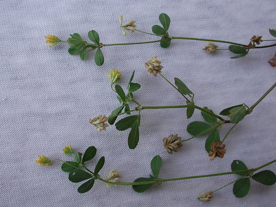 Suckling Clover photo 3