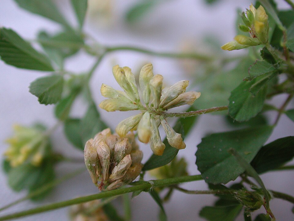 Suckling Clover photo 4