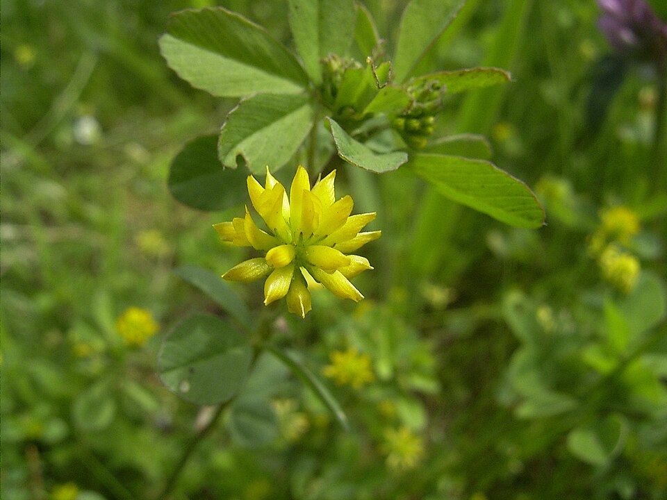 Suckling Clover photo 5