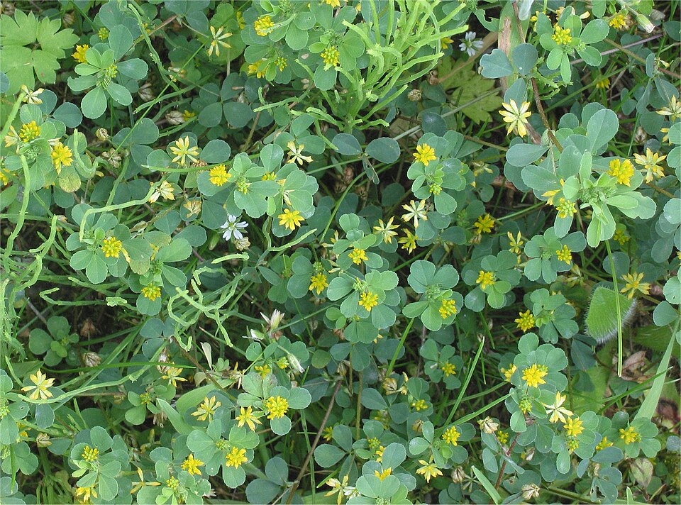 Suckling Clover photo 6