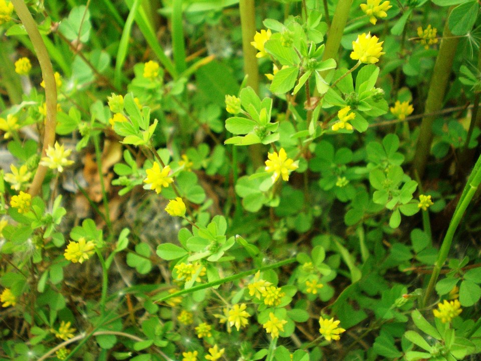 Suckling Clover photo 7