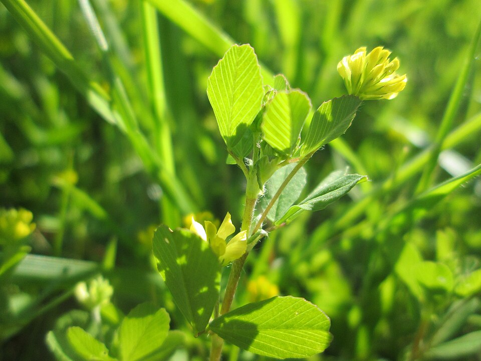 Suckling Clover photo 8