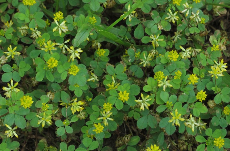 Suckling Clover photo 2