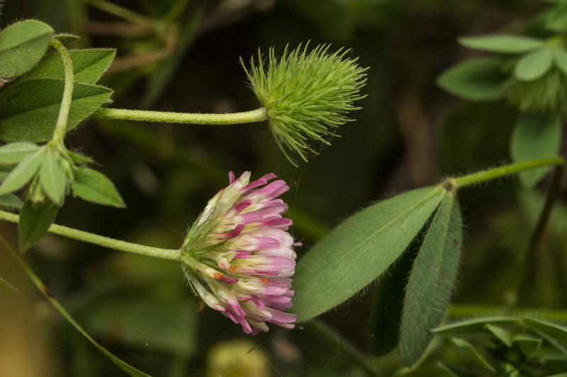 Prickly Clover