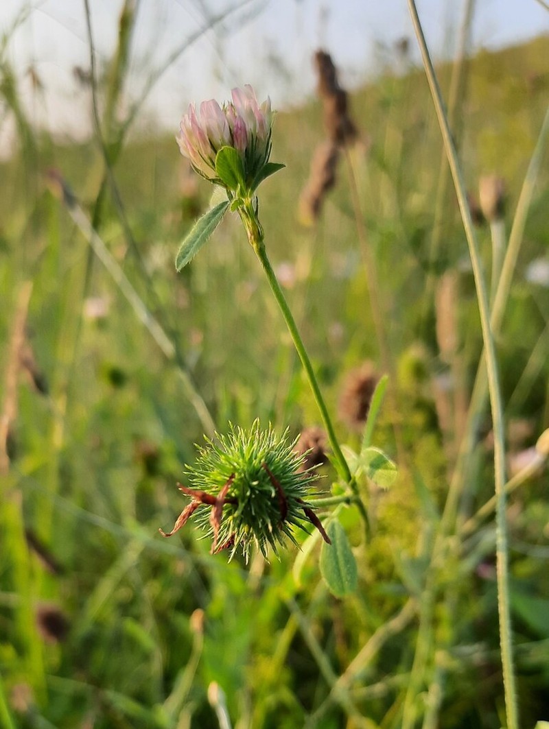 Prickly Clover photo 2