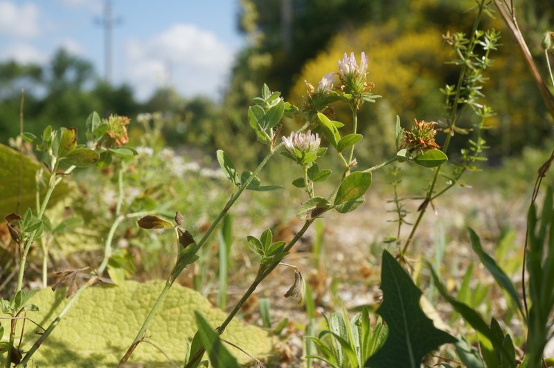 Prickly Clover photo 3