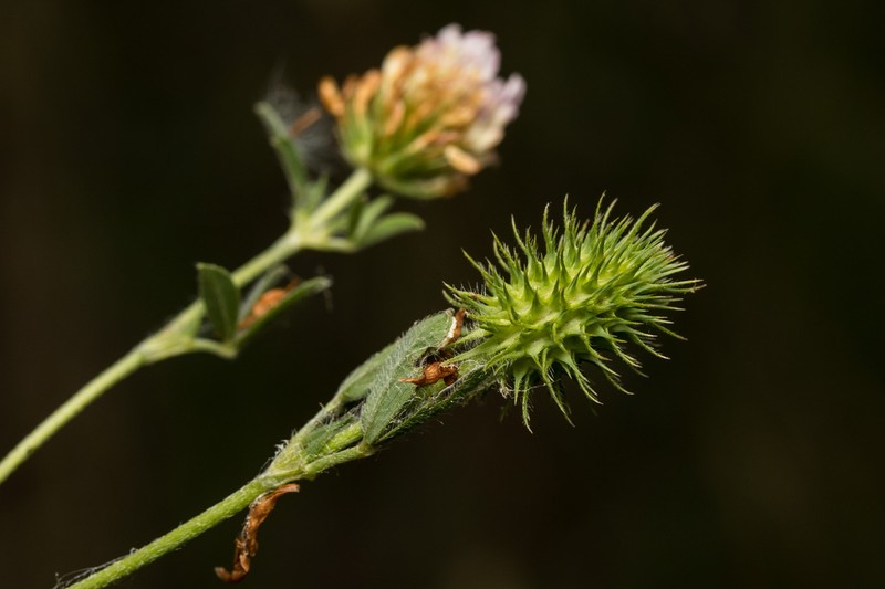 Prickly Clover photo 4