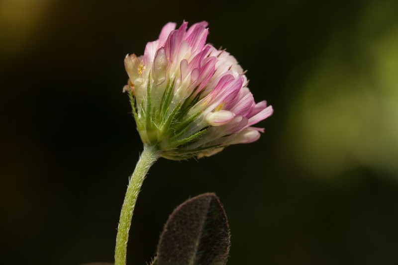 Prickly Clover photo 5