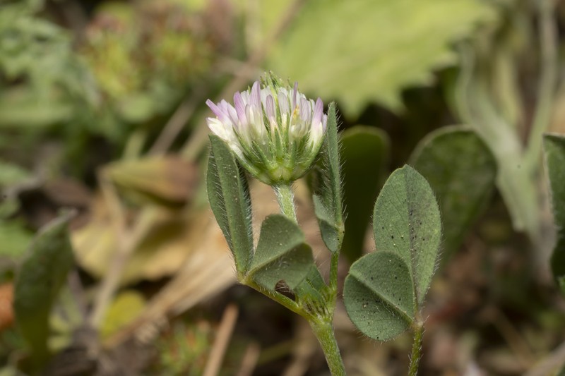 Prickly Clover photo 6