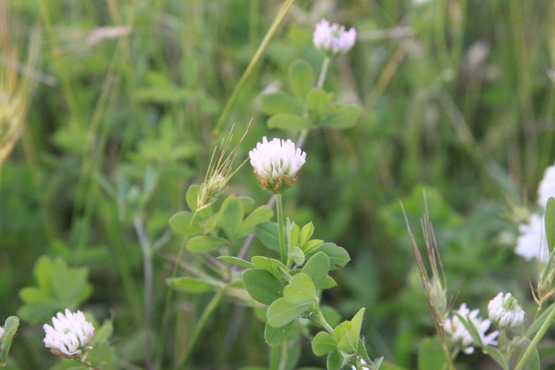 Prickly Clover photo 7