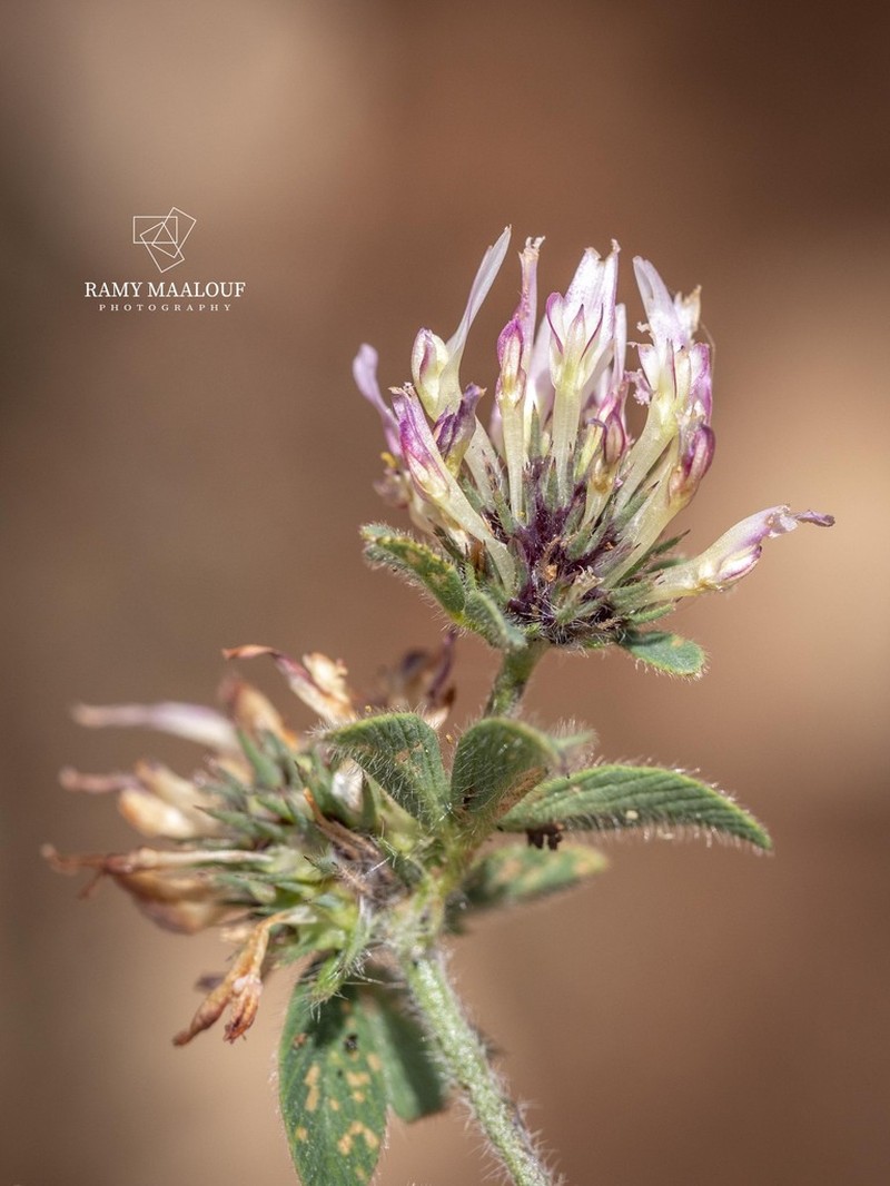 Prickly Clover photo 8