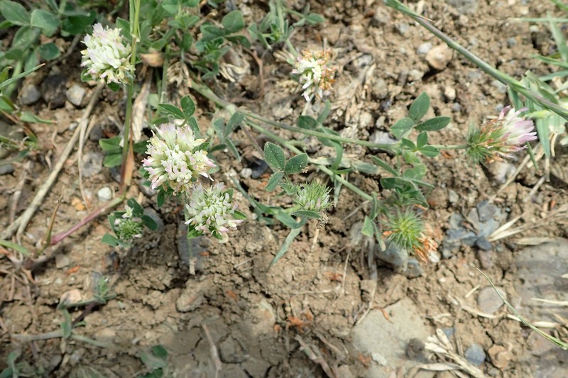 Prickly Clover photo 4