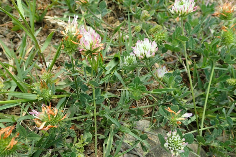 Prickly Clover