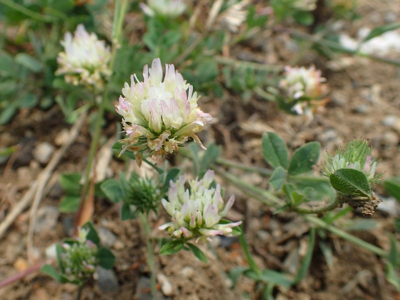 Prickly Clover photo 2