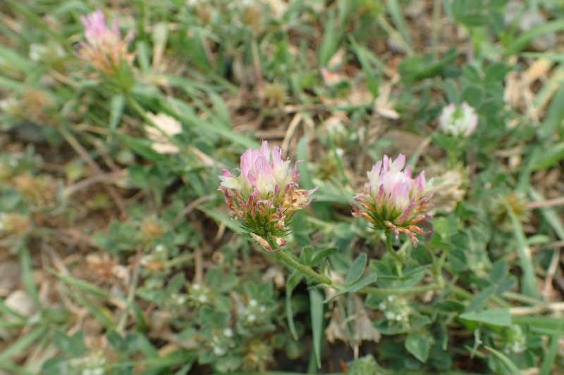 Prickly Clover photo 3
