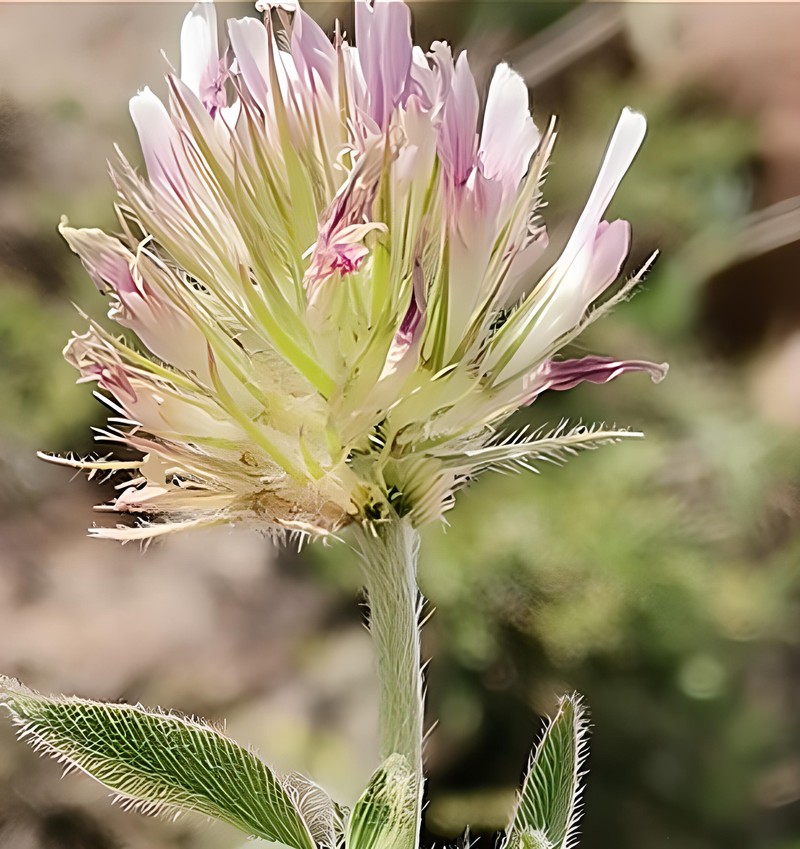 Trifolium elazizense