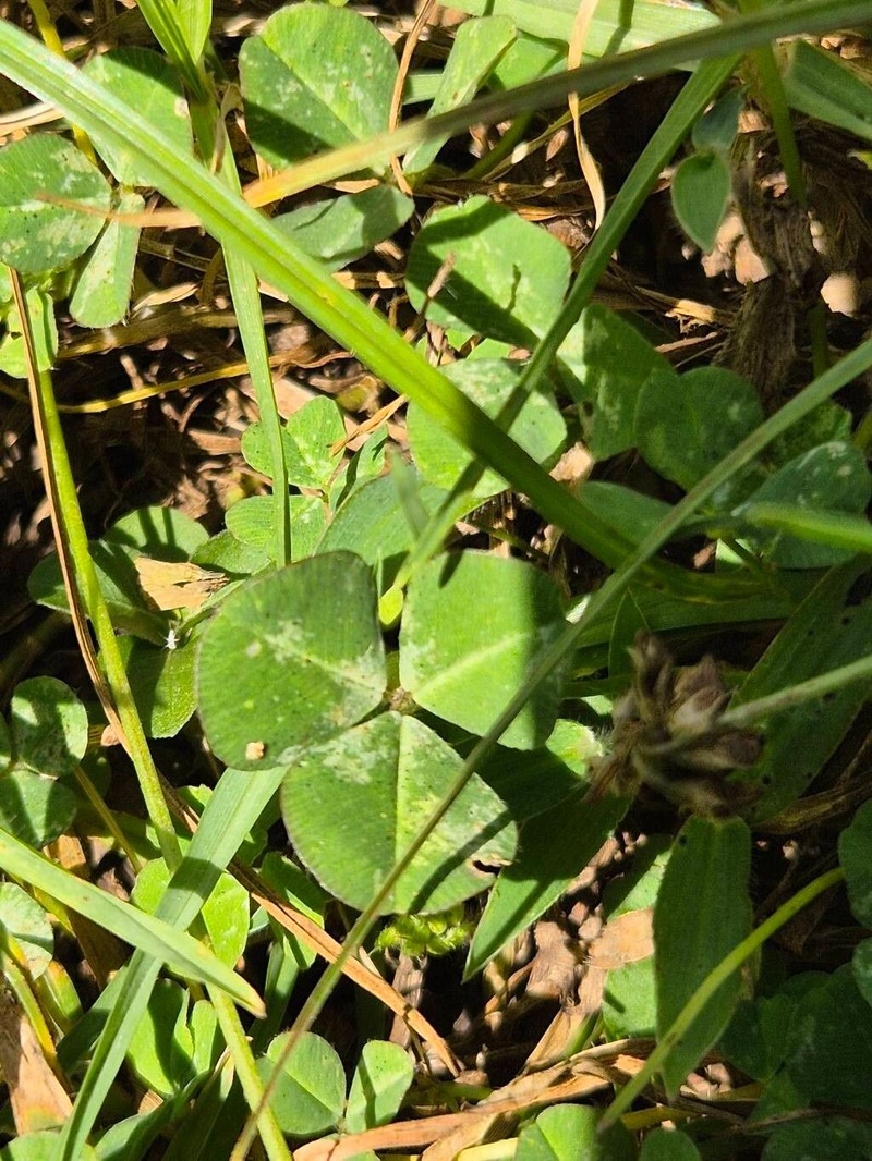 Trifolium elgonense