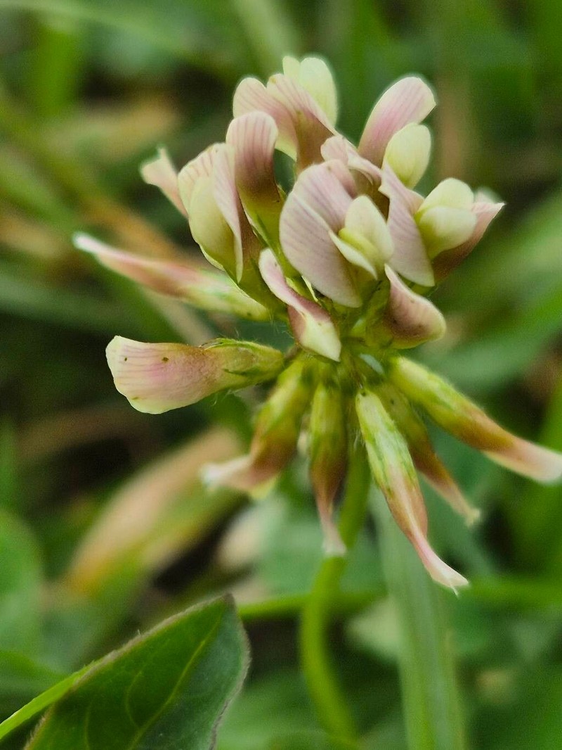Trifolium elgonense photo 2