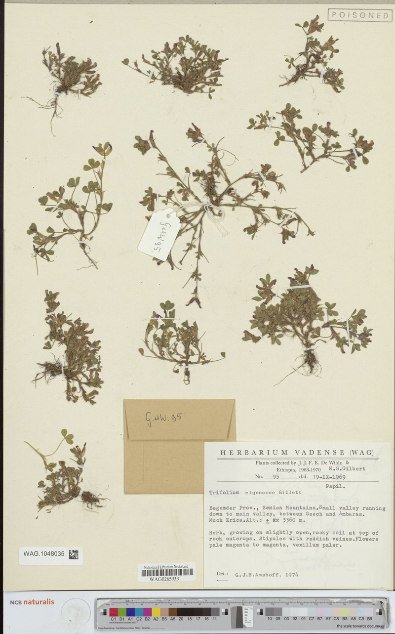 Trifolium elgonense photo 3
