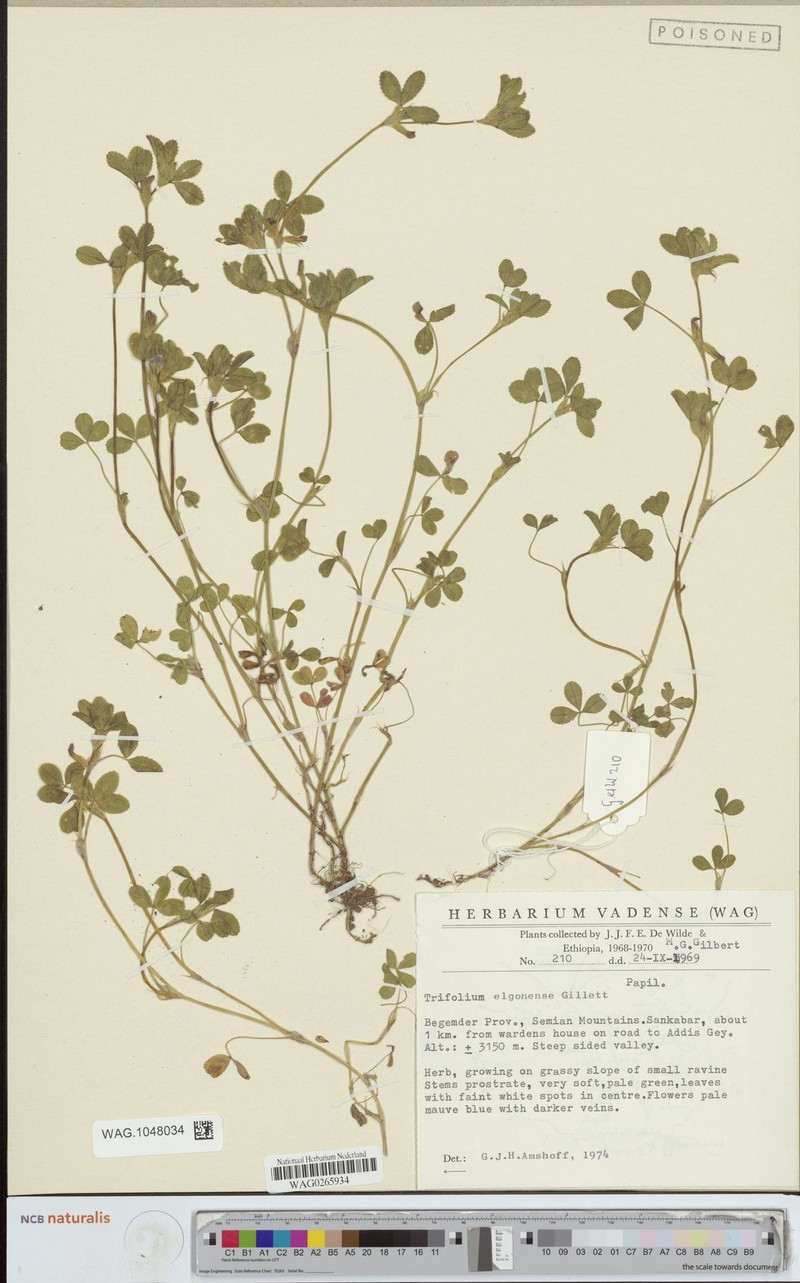 Trifolium elgonense photo 4