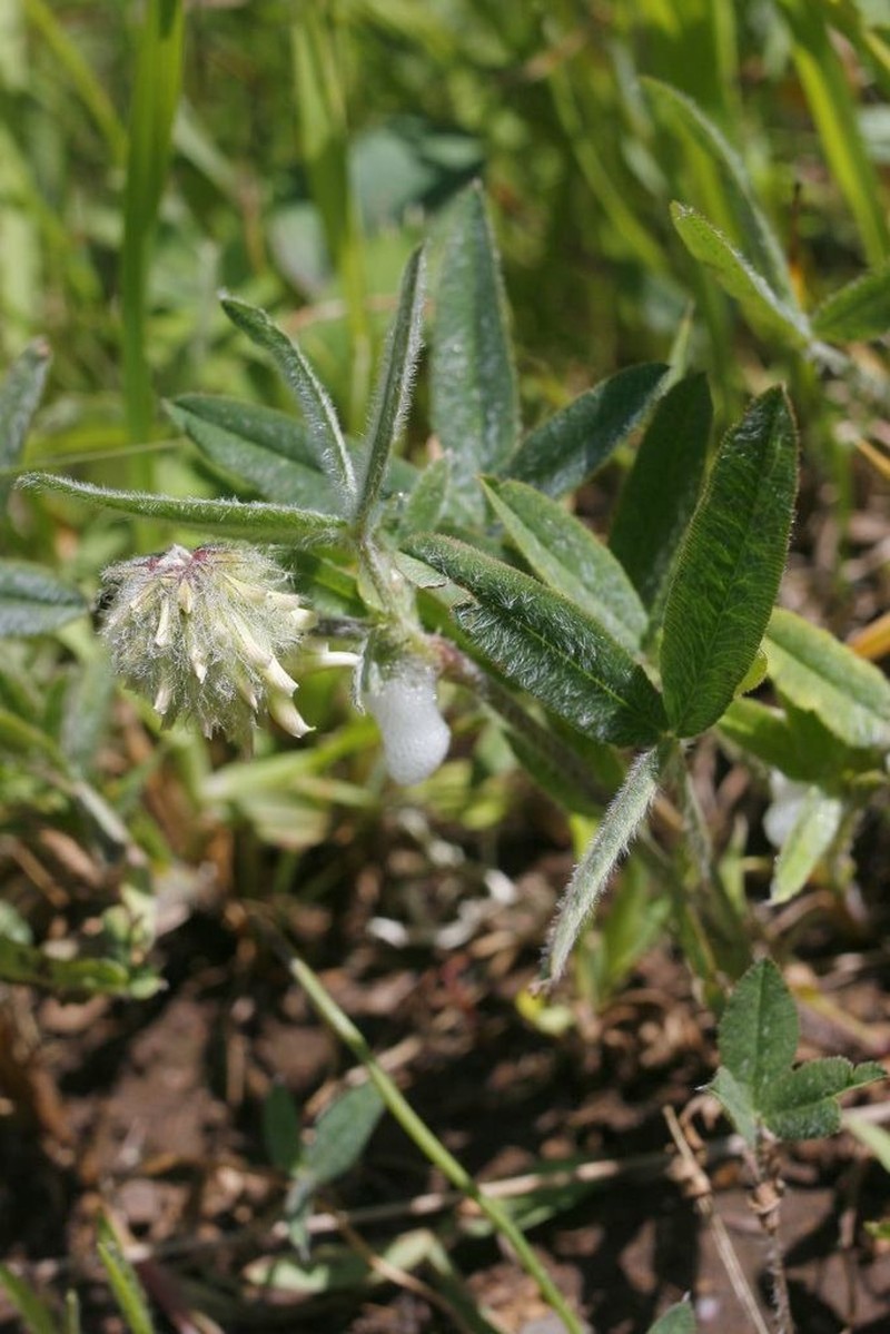 Woollyhead Clover photo 2