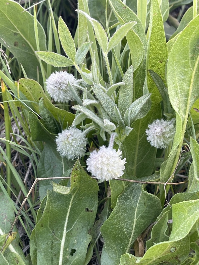 Woollyhead Clover photo 3