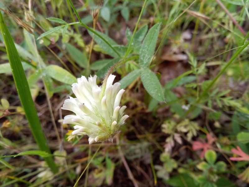 Woollyhead Clover photo 5