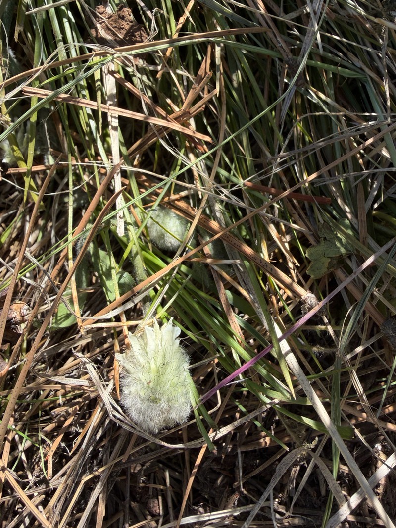Woollyhead Clover photo 6