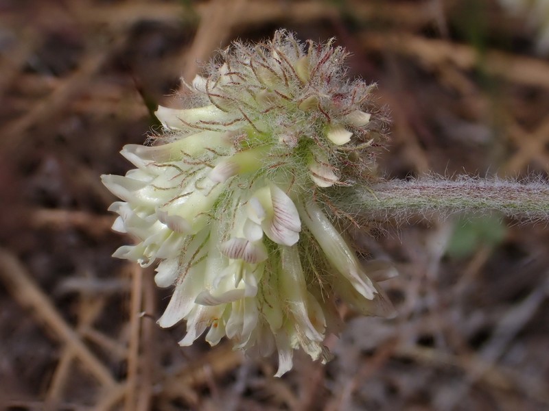 Woollyhead Clover photo 7