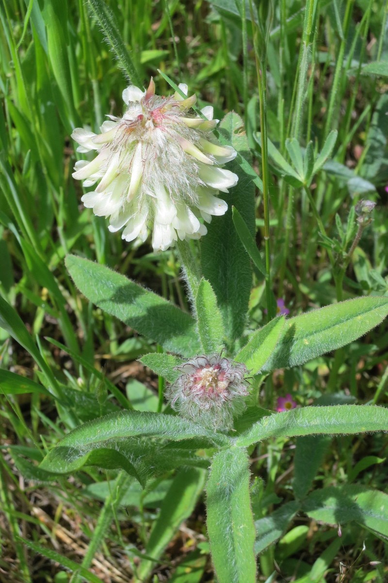 Woollyhead Clover