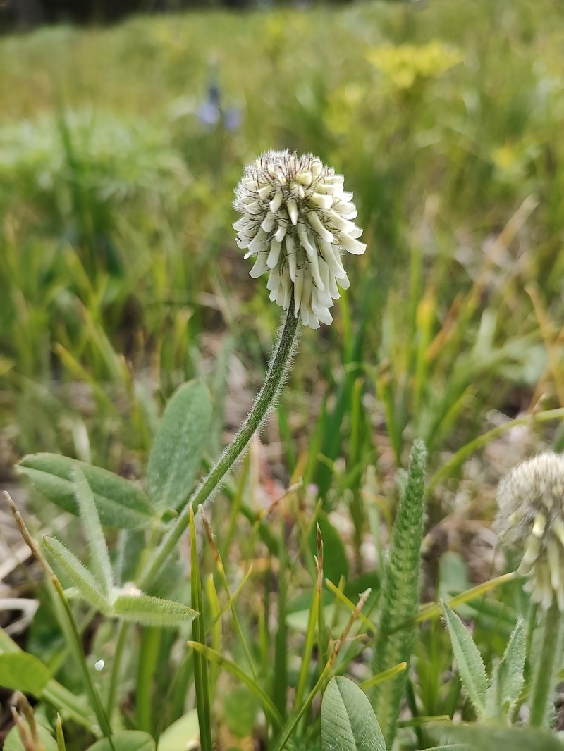 Trifolium eriocephalum subsp. arcuatum