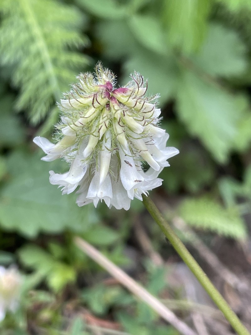 Trifolium eriocephalum subsp. arcuatum photo 2